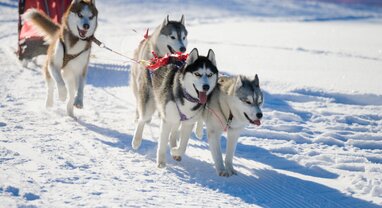 Husky dogs pulling sled in snow