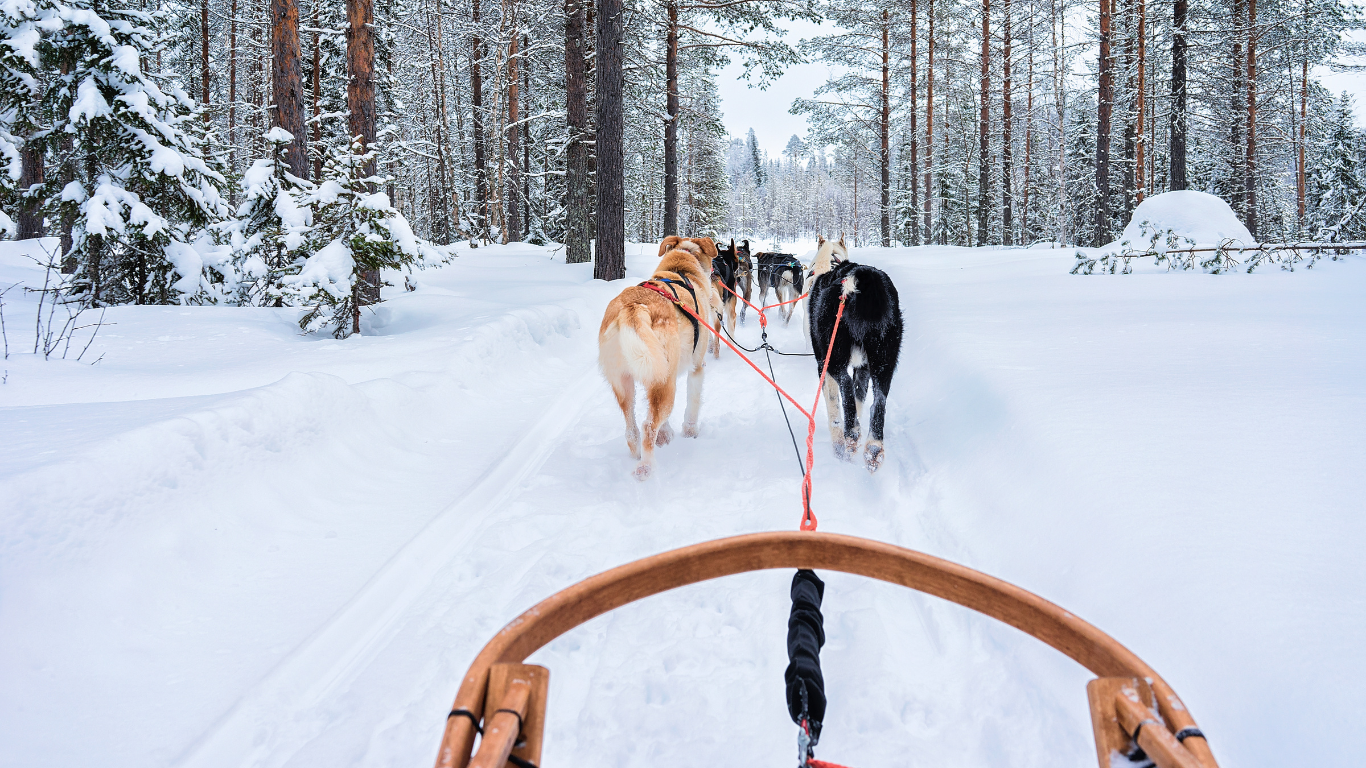 Husky dogs pulling sled through snowy forest