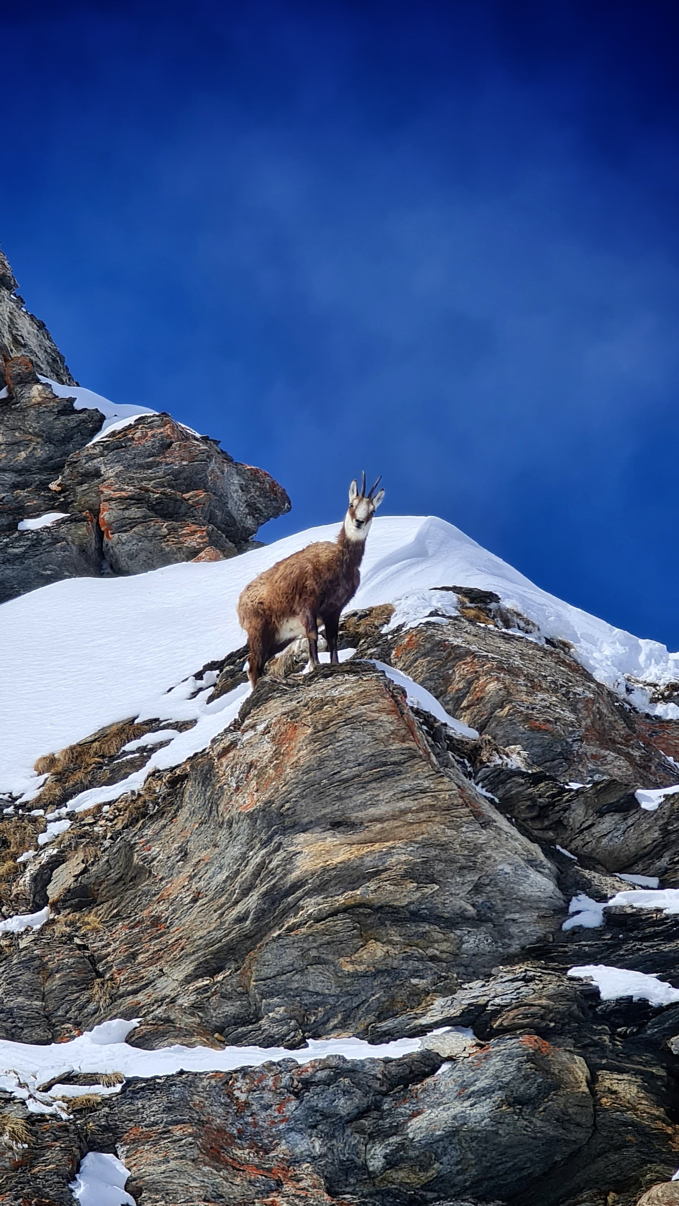Mountain goat on rock