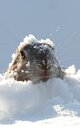 Marmot Spotting: A Fun Lift Game for Skiers
