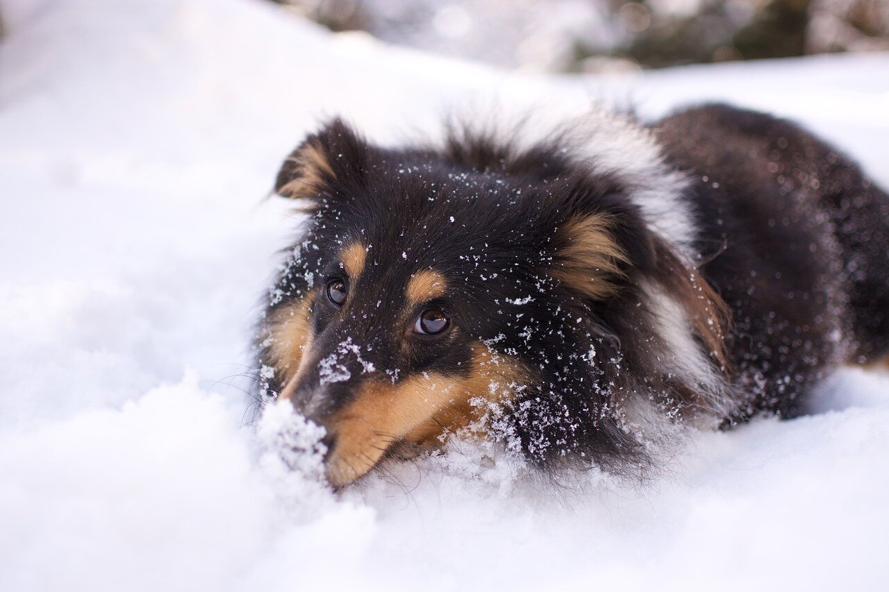 dog laying in snow