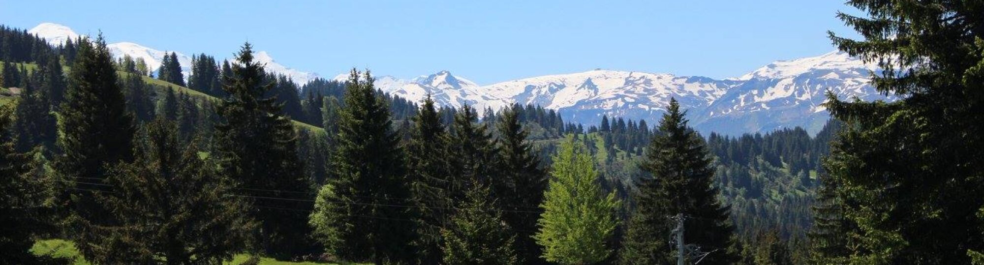 Fir trees with snow capped mountain in the distance