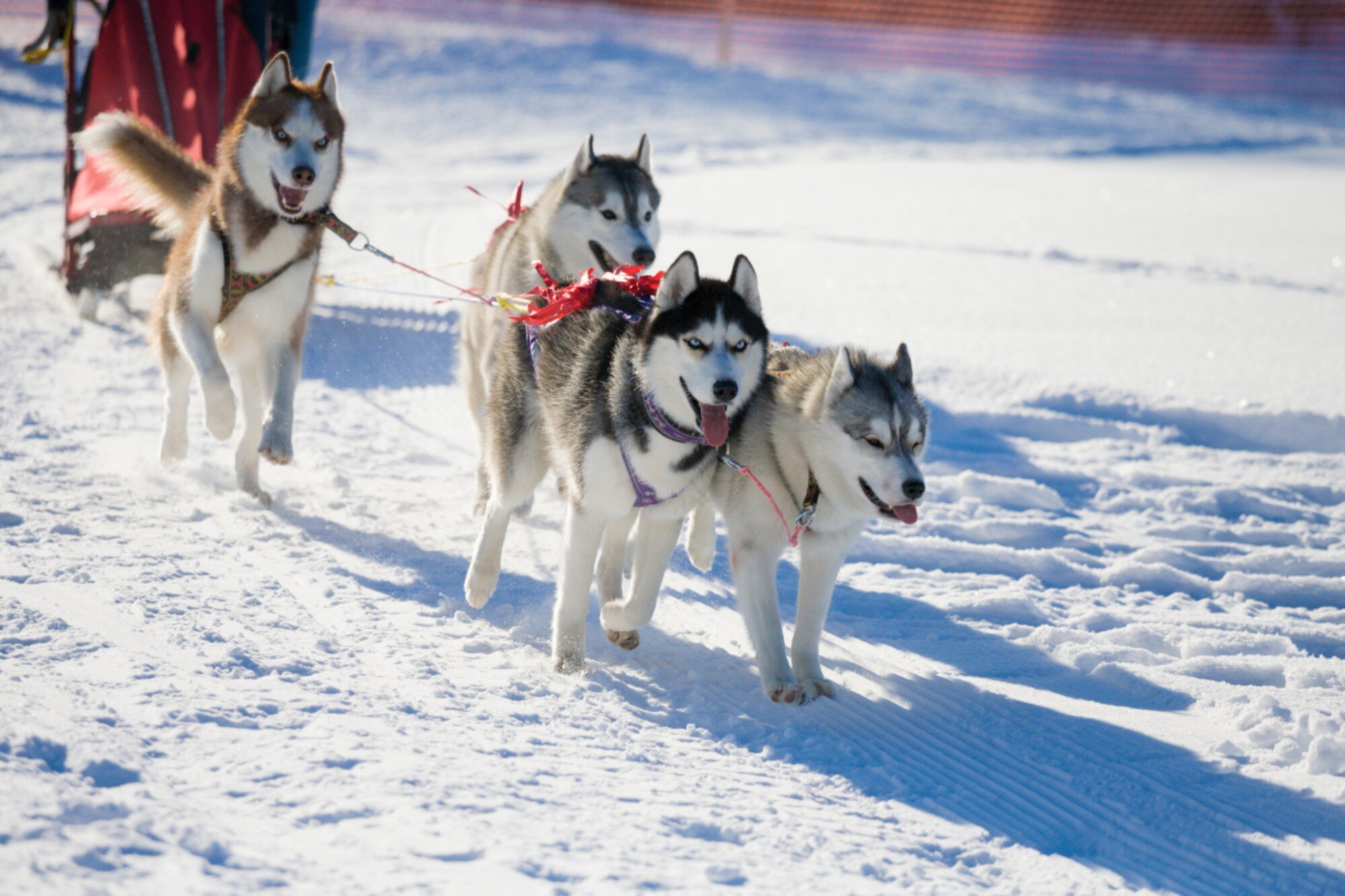 Husky dogs pulling sled in snow