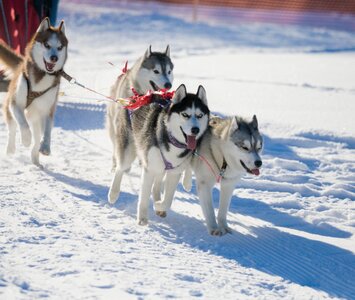 Husky dog sleigh ride