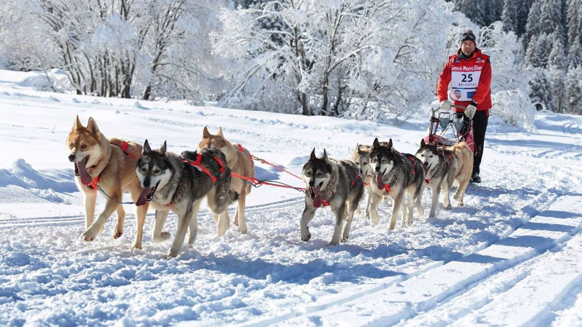 Man on sled being pulled by husky dogs